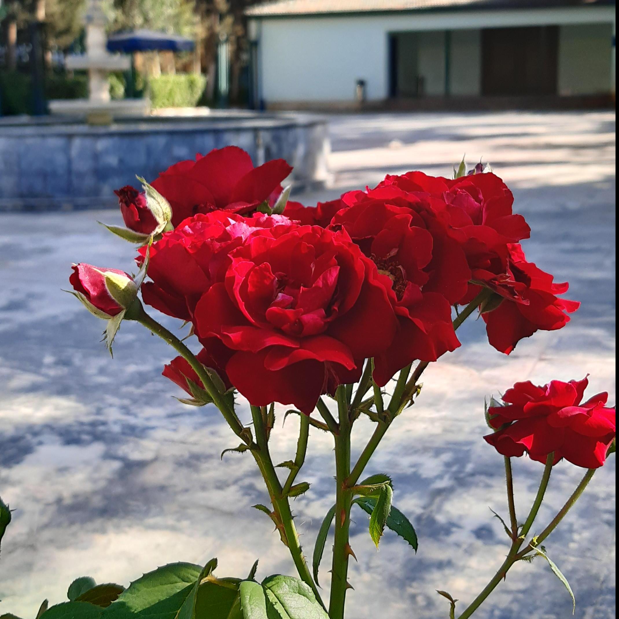 جمال الطبيعة من تصويري ❤